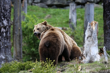 Brown Bears Fightingの写真素材