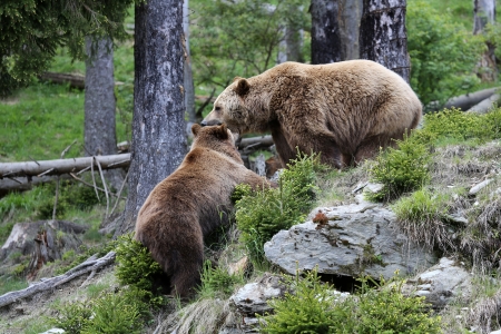 Brown Bears Fightingの写真素材