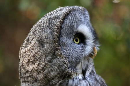great gray owlの写真素材