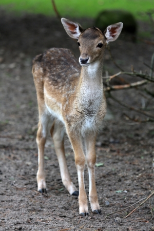 fawnの写真素材
