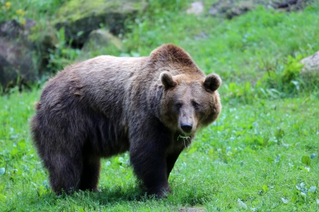 Kodiak bearの写真素材