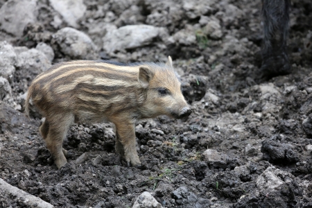 Young Boar の写真素材