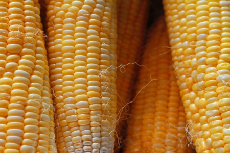Corn