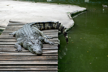 crocodiles at zooの写真素材