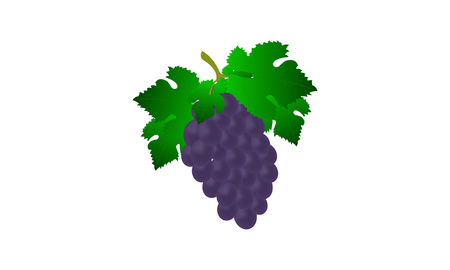 grapes on white backgroundの写真素材