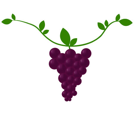 grapes on white backgroundの写真素材