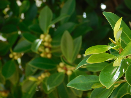 plants and leaves outdoors