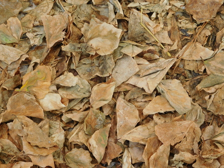 leaves outdoorsの写真素材