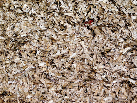 seaweedの写真素材