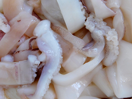 squidの写真素材