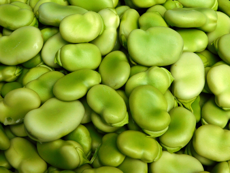Fava beansの写真素材