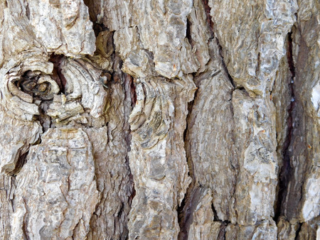 texture tree trunk