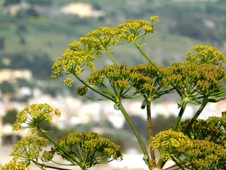Outdoor plants