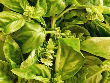 basil plant