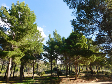 Trees close-upの写真素材