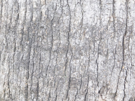 Texture Of Tree Trunk Outdoors In The Garden