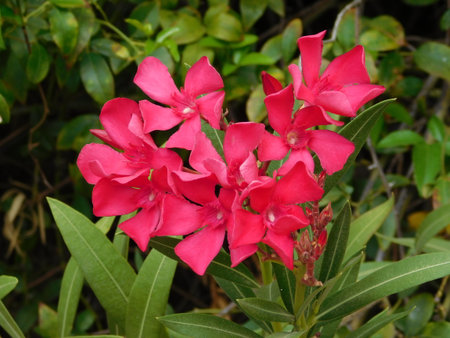 Pink oleander flowers with green leaves in the garden, stock photo