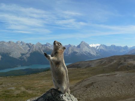 a chipmunk stand up on canadian mountainの写真素材