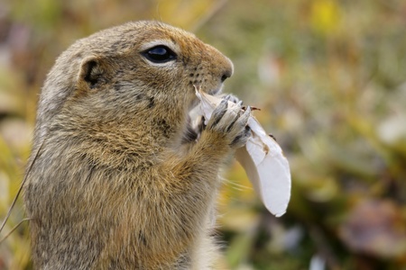Close up of ground squirrel while eating mushrooms
