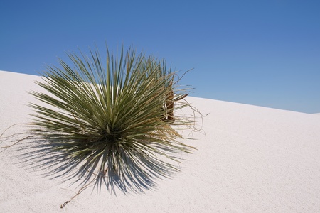 Plant on a sand dune in white sands national monument New Mexico, USAの写真素材