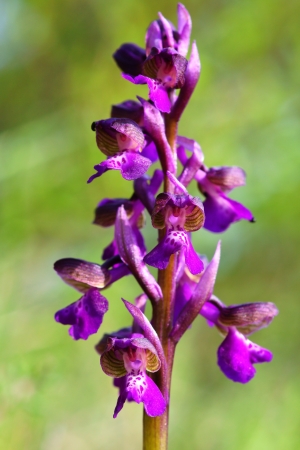 Cluse up of Green winged Orchid, Italy                              の写真素材