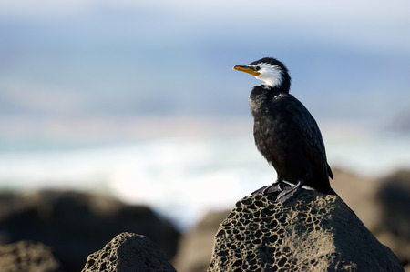 A yellow faced cormorant on rock in New Zealandの写真素材
