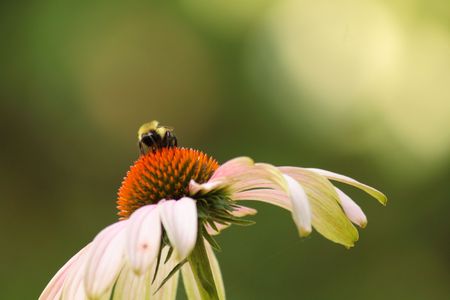 Flowersの写真素材