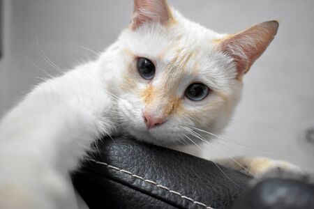 beautiful white cat