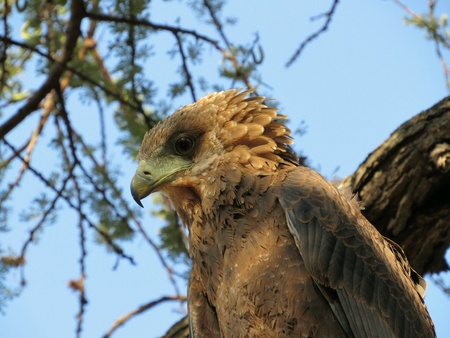 Eagle in Kenya safari parkの素材
