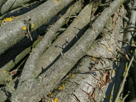 Cut wood on italian forest