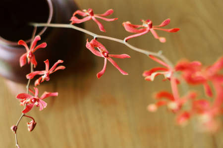 Red orchid in the vaseの写真素材