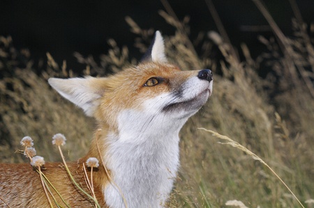 portrait of a wild foxの写真素材