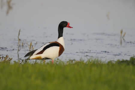 common shelduck  tadorna tadorna  male
