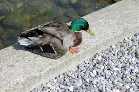 mallard duck on the lakeの写真素材