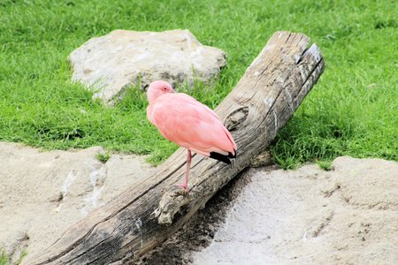 pink flamingoの写真素材