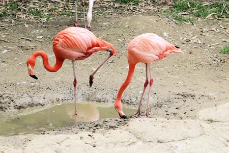 pink flamingoの写真素材