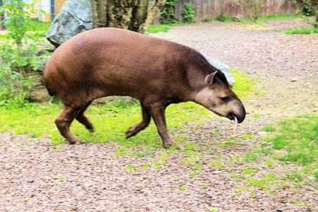 tapirの写真素材