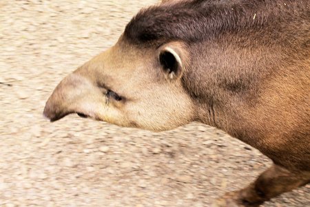 tapirの写真素材