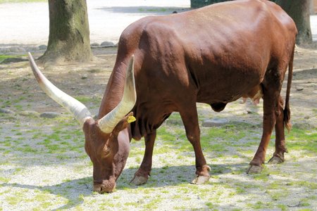 ankole-watussi buffaloの写真素材