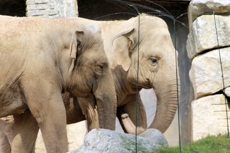 Indian elephant in the zooの写真素材