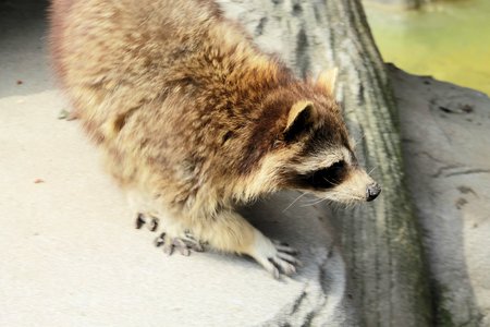  raccoonの写真素材