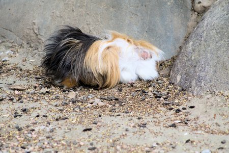 Cavia porcellusの写真素材