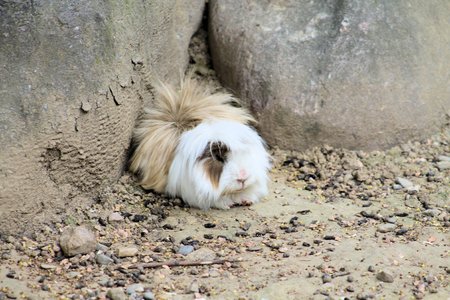 Cavia porcellus