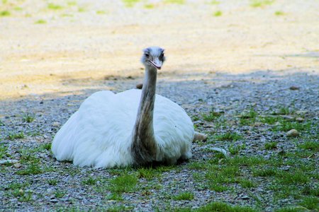  ostrichの写真素材