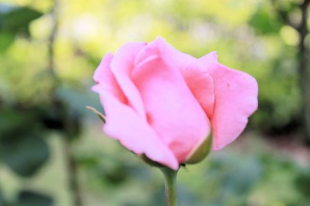 Beautiful  rose in a gardenの写真素材