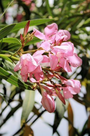 oleander,  flower with leaveの写真素材