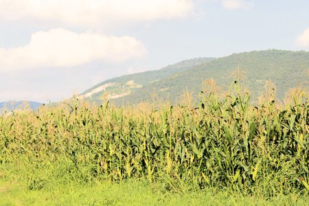 A green field of corn growing up at Italyの写真素材