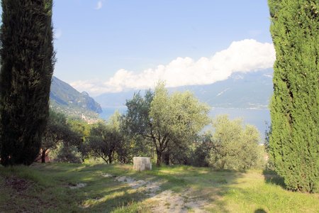 Olive  trees on Garda lake in north Italy の写真素材