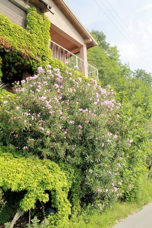 exterior house with bouganville