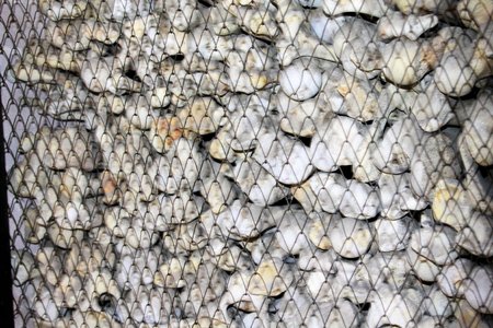 human bones in the ossuaryの写真素材